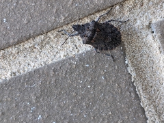Brochymena