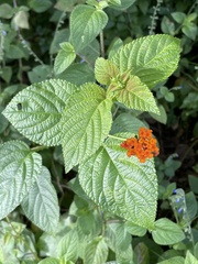 Lantana
