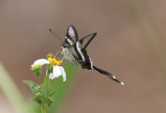 Lamproptera curius