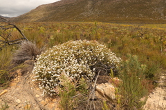 Ruschia multiflora