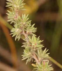 Cliffortia stricta