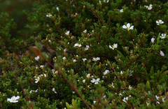 Frankenia pauciflora