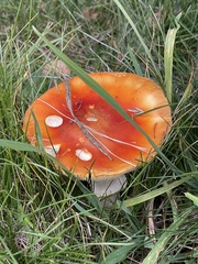 Amanita muscaria