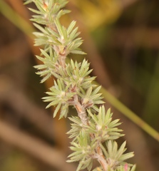Cliffortia stricta