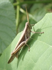 Stenocatantops splendens