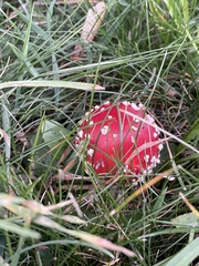 Amanita muscaria