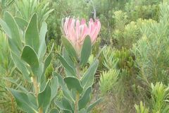Protea compacta