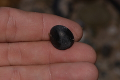 Nerita melanotragus