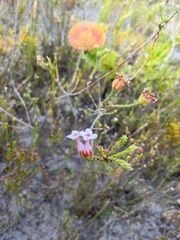 Erica ampullacea