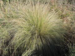 Muhlenbergia rigens