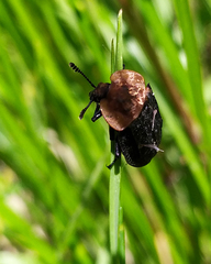 Oiceoptoma thoracicum