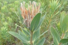 Protea compacta