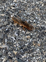 Gryllotalpa vineae