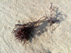 Furcellaria lumbricalis