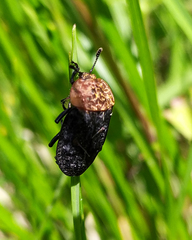 Oiceoptoma thoracicum