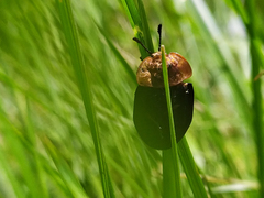 Oiceoptoma thoracicum