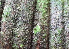 Davilla rugosa