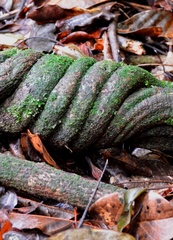 Davilla rugosa