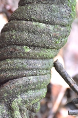 Davilla rugosa