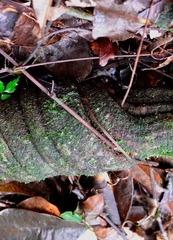 Davilla rugosa