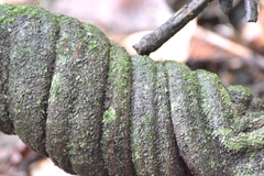 Davilla rugosa