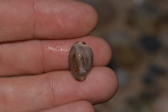 Purpuradusta gracilis