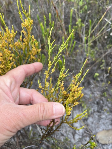 Image of Thesium ericifolium by (c) Charleen Brunke, some rights reserved (CC BY)