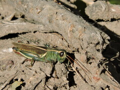 Melanoplus thomasi