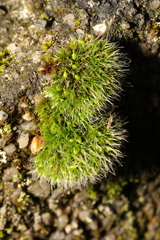 Grimmia pulvinata