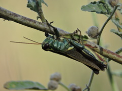 Melanoplus thomasi