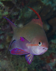 Pseudanthias squamipinnis