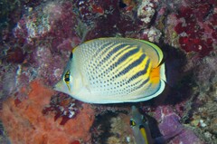 Chaetodon pelewensis