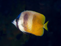Chaetodon kleinii