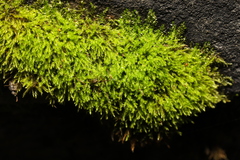 Rhynchostegium confertum