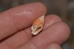 Pardalinops testudinaria