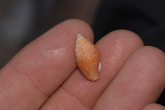 Pardalinops testudinaria