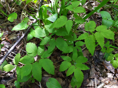 Clematis alpina sibirica