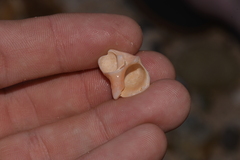 Chicoreus denudatus