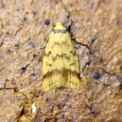 Heteroteucha anthodora