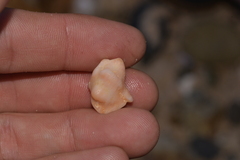 Chicoreus denudatus