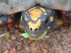 Chelonoidis carbonarius