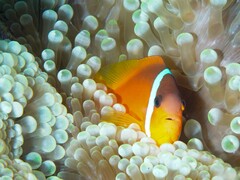 Amphiprion barberi