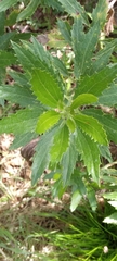 Nidorella ivifolia
