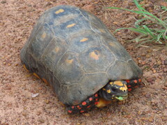 Chelonoidis carbonarius