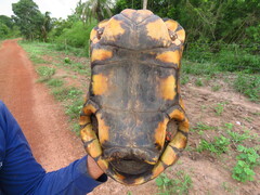 Chelonoidis carbonarius