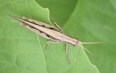 Stenocatantops splendens