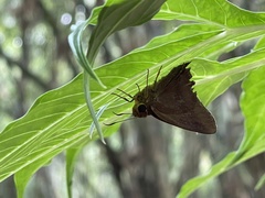Hasora badra