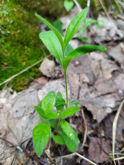 Cerastium holosteoides