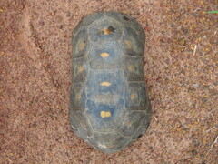 Chelonoidis carbonarius