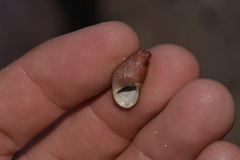 Phasianotrochus eximius